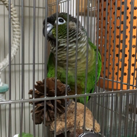 鳴き声の画像