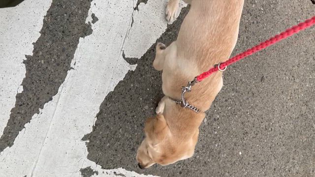 すずちゃん日記⑦の記事動画