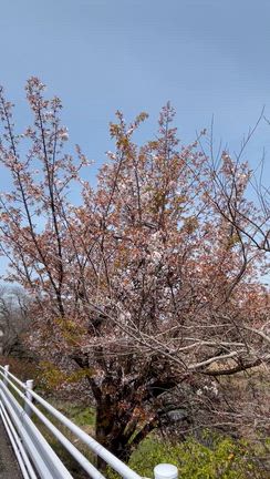 山桜の花びらを追うが、、。（再掲）の記事動画