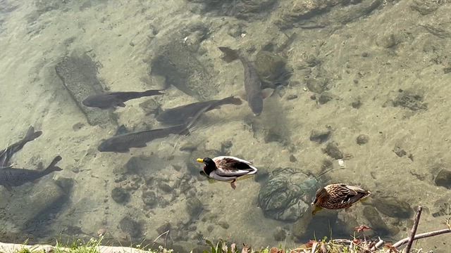真鴨と鯉の共演の記事動画