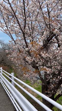 那珂川河畔の山桜は散り初めの記事動画