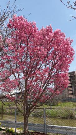 那珂川の陽光桜満開の記事動画
