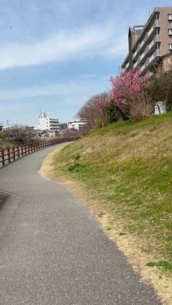 川辺の陽光桜をサイクリングで！の記事動画