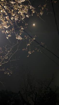 夜桜と朧月の記事動画