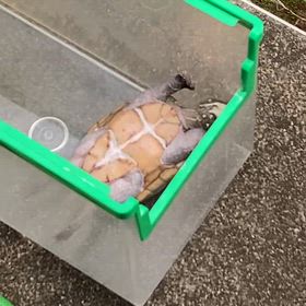 仰向けにひっくり返るミッシーꉂꉂ(˃ᗜ˂๑)の画像