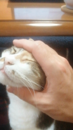 猫のトイレ事情の記事動画