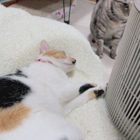 落雷？でびっくりなおおみそか⭐︎のサムネイル画像