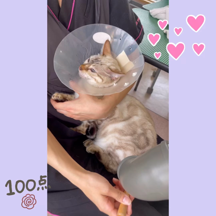 ベンガルのジルちゃんの紹介です❤︎の記事動画
