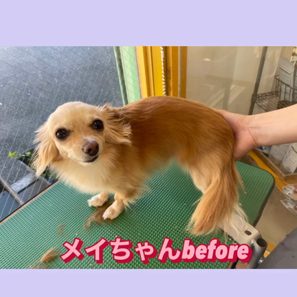チワックスのメイちゃんのご紹介ですの記事動画