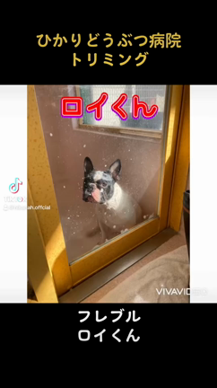 ロイくんの記事動画