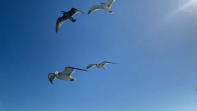 良い瞬間が撮れましたの記事動画