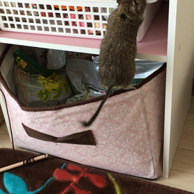 お宝探しをするデグーの画像