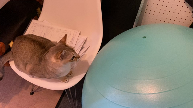 ウチのねこ　の記事動画