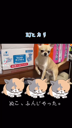 ぬこ、ふんじゃった。の記事動画