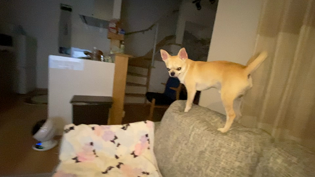亡くなった猫が帰ってきた時のお話。の記事動画