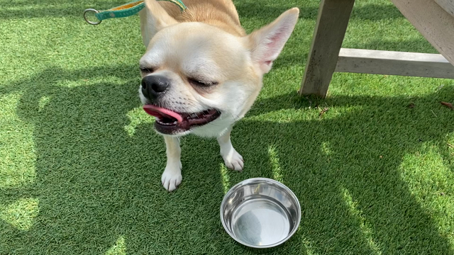 【秋日和】愛犬と楽しいお出掛けin柏の葉T-SITEの記事動画
