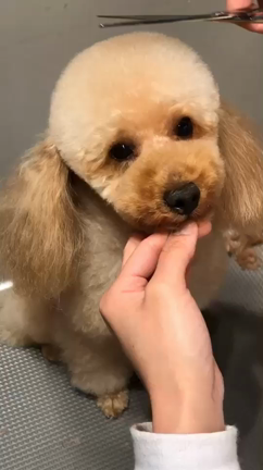 ワンちゃん日記の記事動画