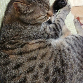 愛猫 長女 シマちゃん ９歳の画像