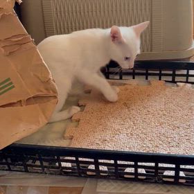 右手前足、痛いニャーの画像
