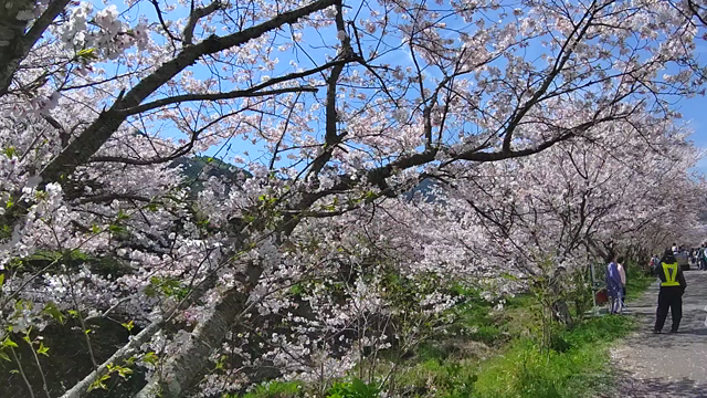 さくら祭り♪の記事動画