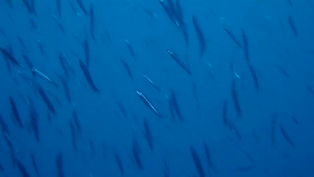 2026/5/6八幡野ダイビングの記事動画