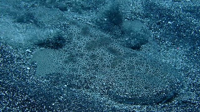 2026/5/5八幡野ダイビング❸の記事動画