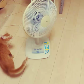 夏準備の画像
