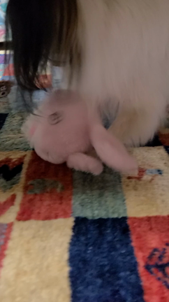 2022年2月22日　パピ10歳の誕生日の記事動画