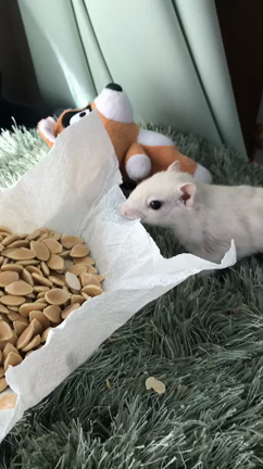シマリス画像の記事動画