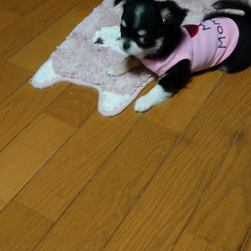 いちごとゆずの画像