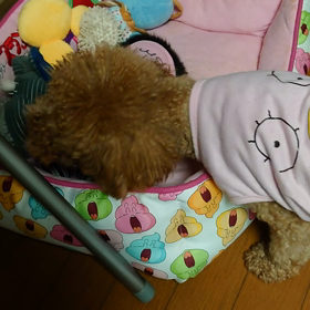 いちごとゆずの画像
