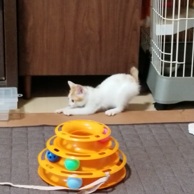 まる、ケージから出るの画像