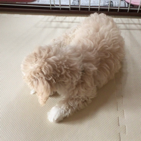 氷と格闘中の画像