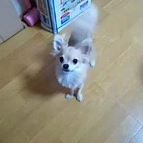 颯ちゃんの画像