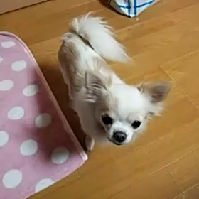 だっこちての画像