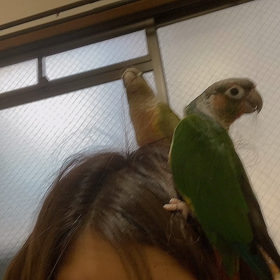 脱走したウロコインコさんの画像