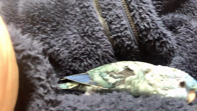 おはよの記事動画