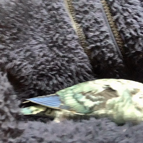おはよの画像