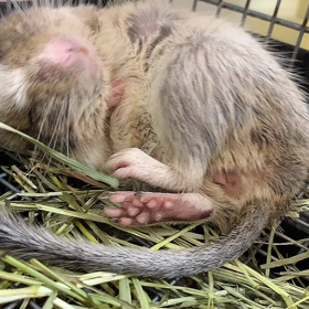 おやすみの画像