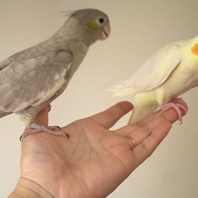 オカメインコさんの画像