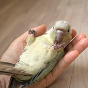ウロコインコ ミントちゃんパート2の画像