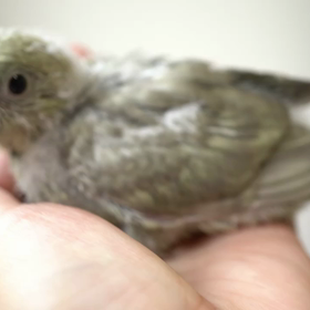 サザナミインコちゃん可愛いの画像