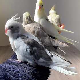 1列に並んだら可愛い☺️の画像