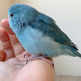 マメルリハちゃん＾＾の画像