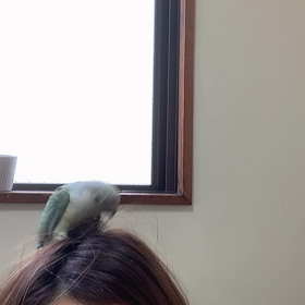 放鳥タイムのウロコちゃんの画像