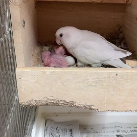 コザクラインコ3羽孵化の画像
