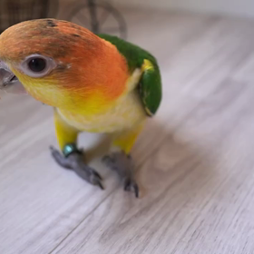 賢いシロハラちゃんの画像