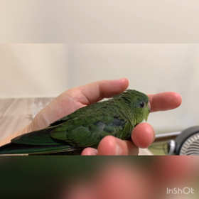 本日はデレなサザナミインコの画像