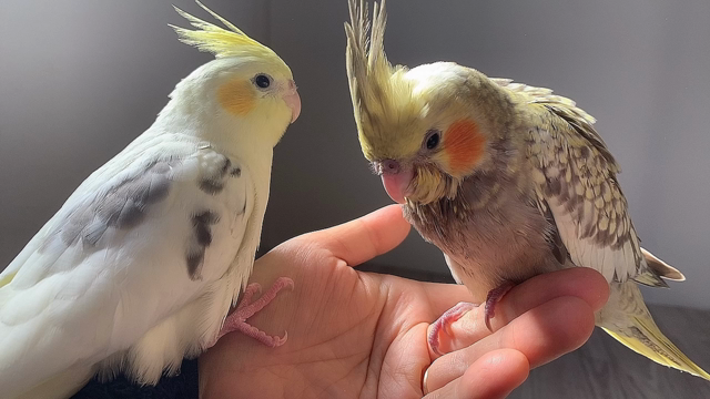 おかめちゃん☺️の記事動画