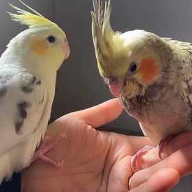 おかめちゃん☺️の画像